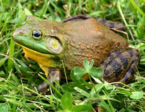 American bullfrog .